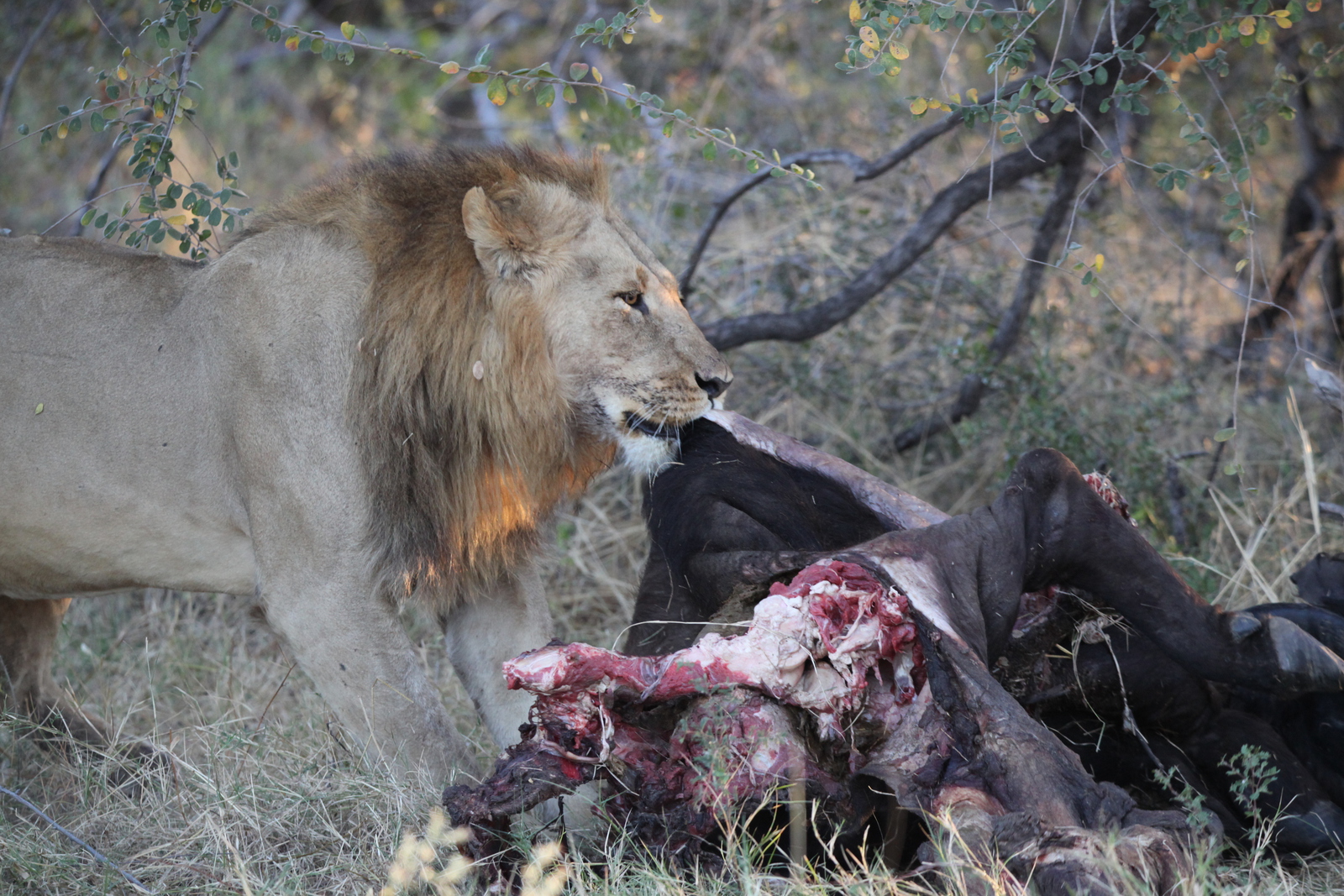 Khwai: Leeuw ( Panthera Leo).0779
