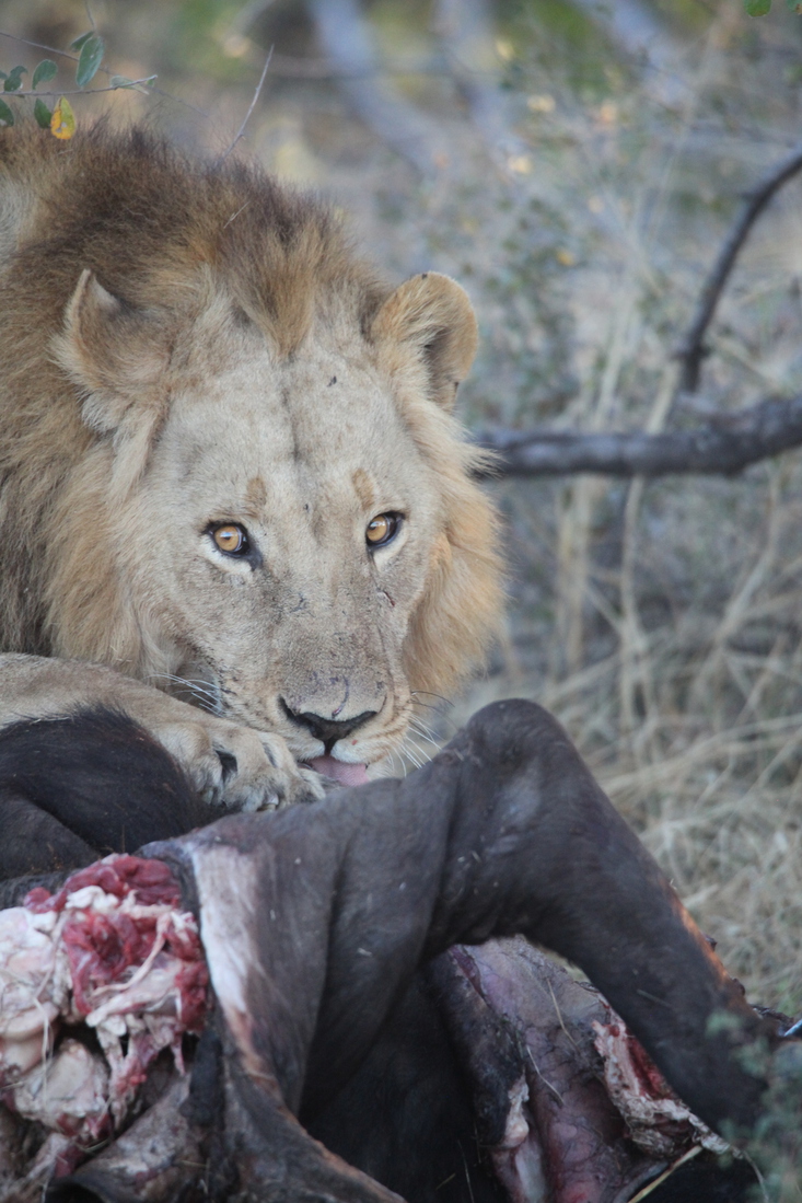 Khwai: Leeuw ( Panthera Leo).0784