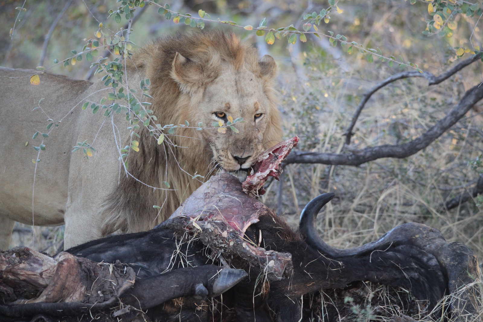 Khwai: Leeuw ( Panthera Leo).0788