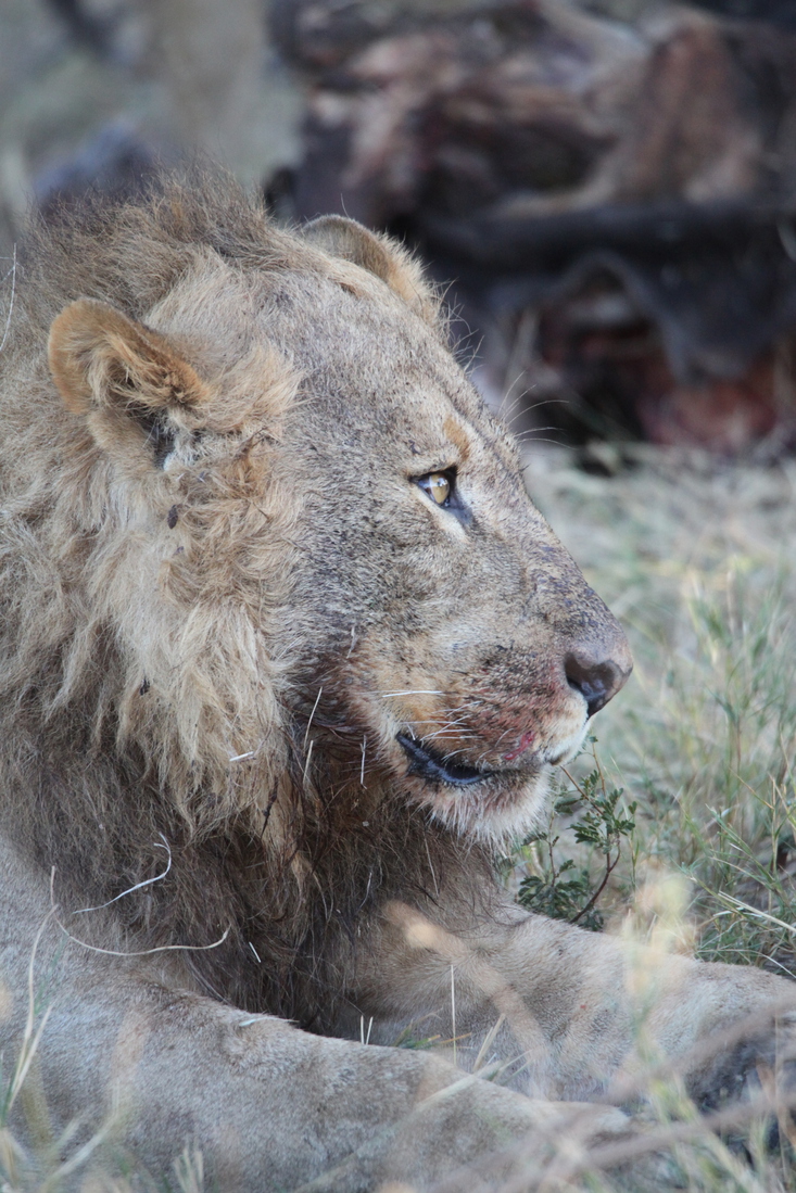 Khwai: Leeuw ( Panthera Leo).0791
