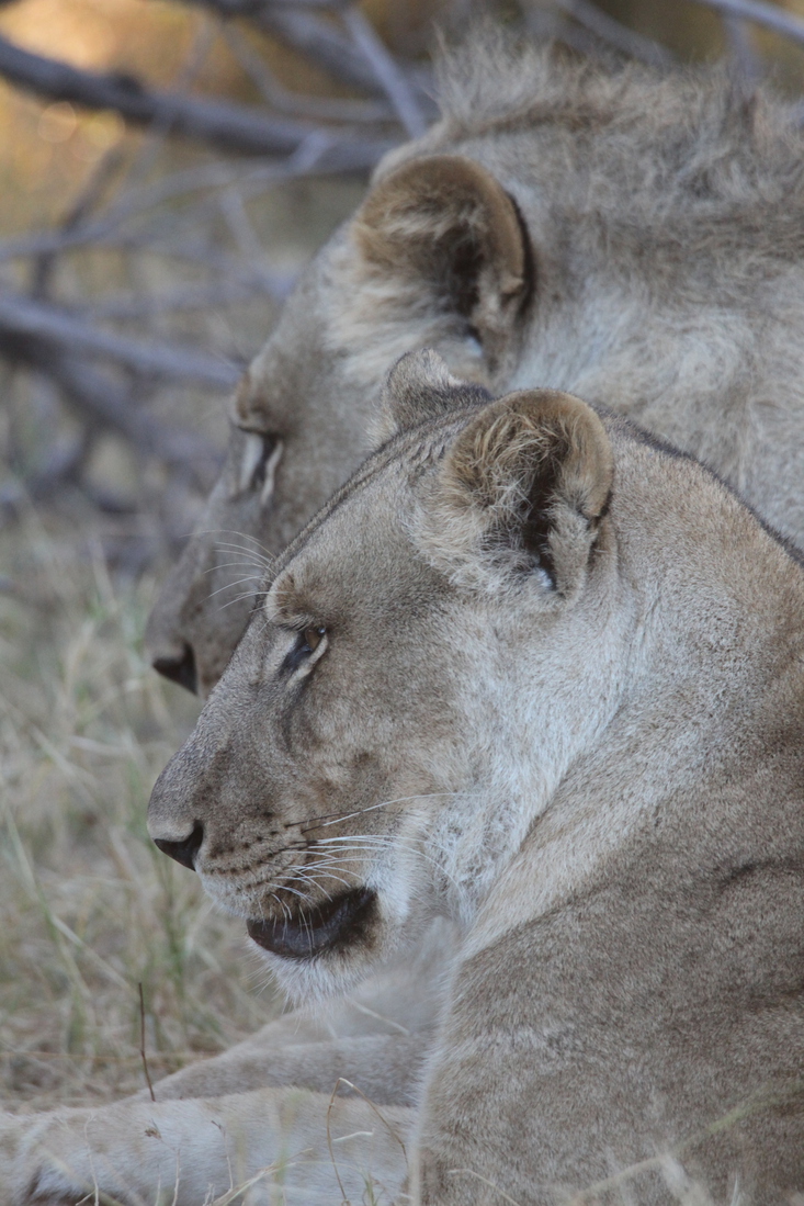 Khwai: Leeuw ( Panthera Leo).0794