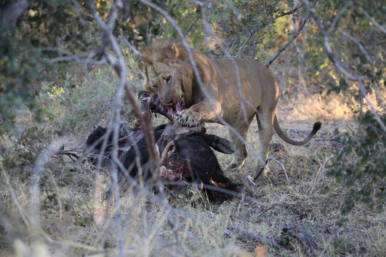 Khwai: Leeuw ( Panthera Leo).0796