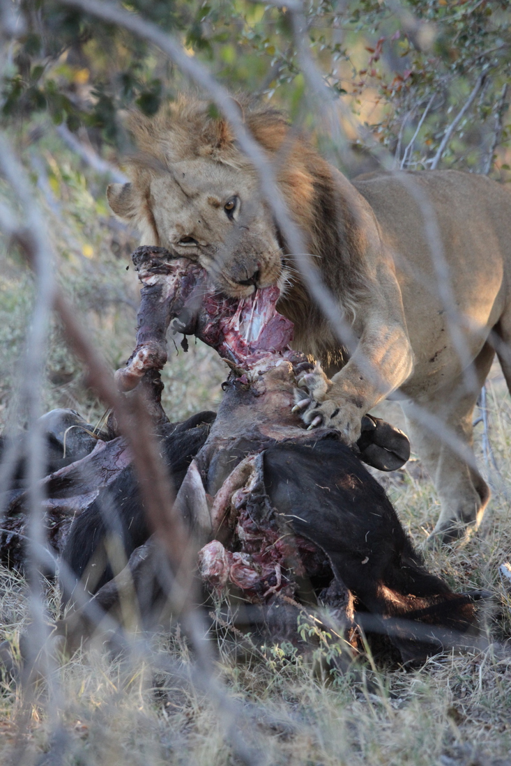 Khwai: Leeuw ( Panthera Leo).0800