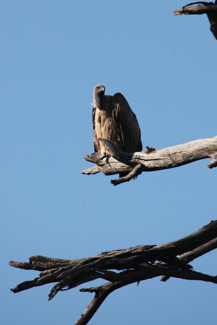 Khwai: Witruggier (Gyps Africanus).0658