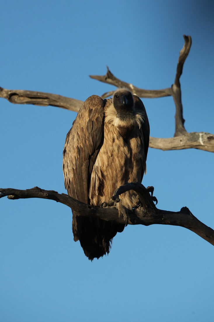 Khwai: Witruggier (Gyps Africanus).0806