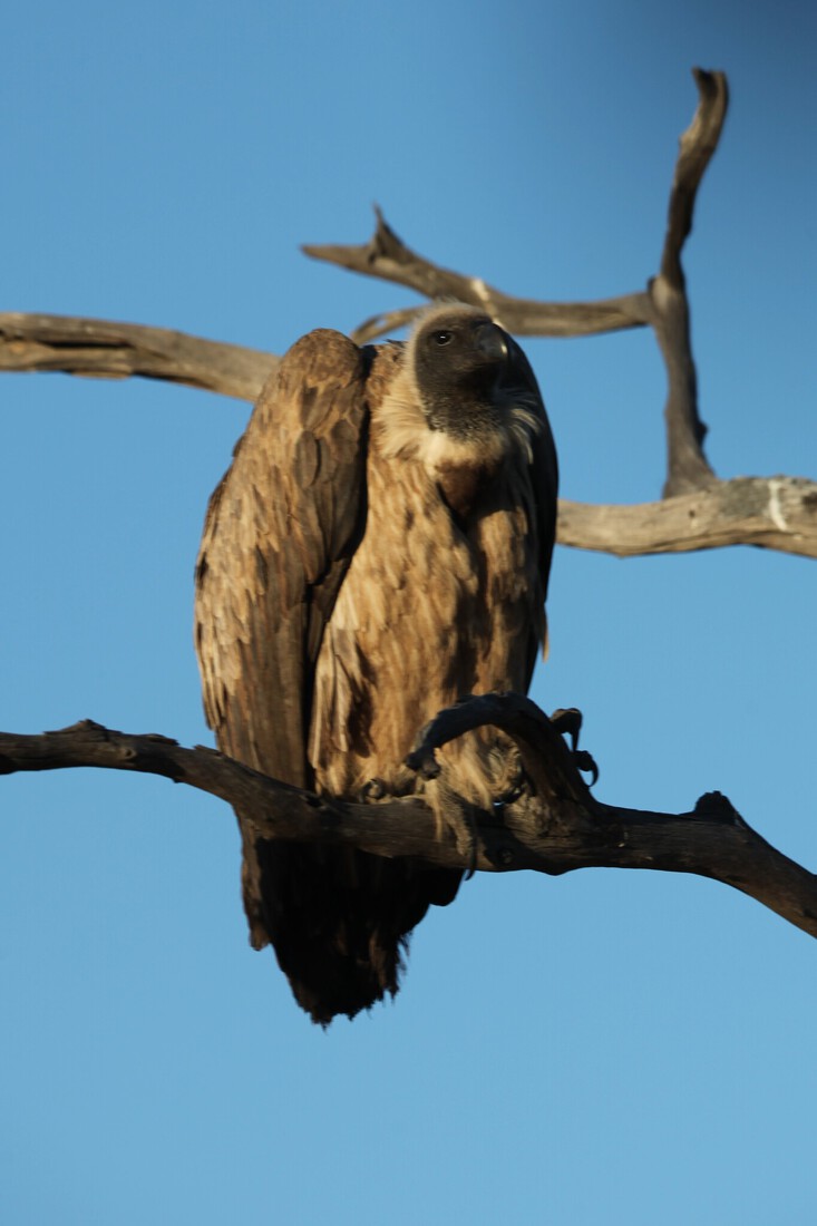 Khwai: Witruggier (Gyps Africanus).0807