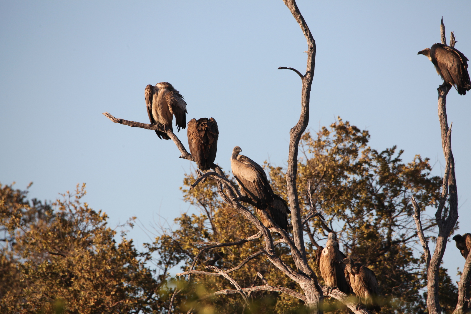 Khwai: Witruggier (Gyps Africanus).0809