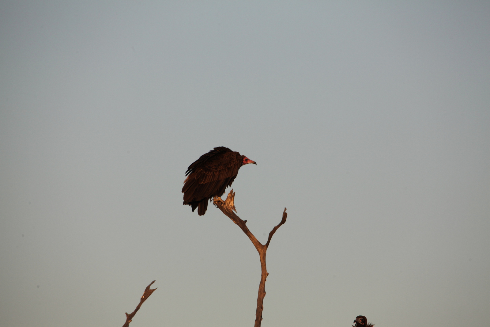 Khwai: Kapgier (Necrosyrtes Monachus).0750