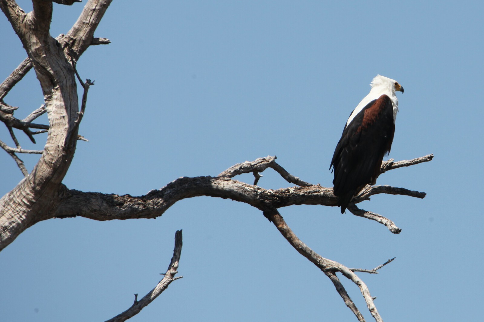 Khwai: Afrikaanse Zeearend (Haliaeetus Vocifer).0887