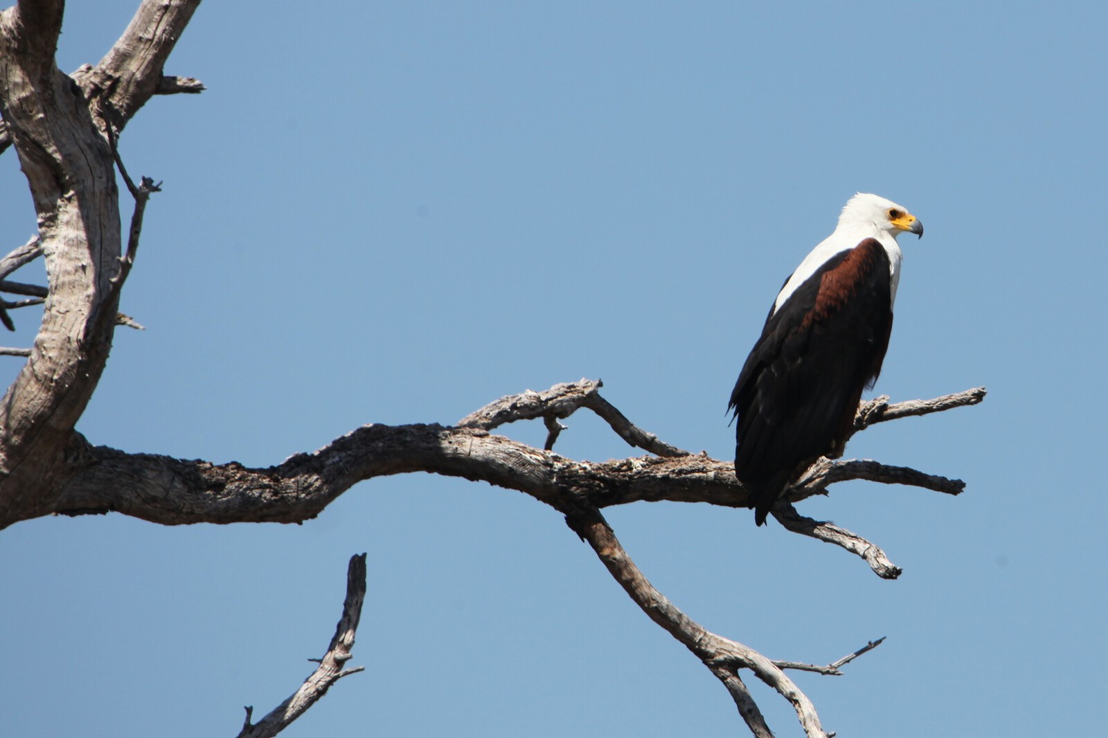 Khwai: Afrikaanse Zeearend (Haliaeetus Vocifer).0890