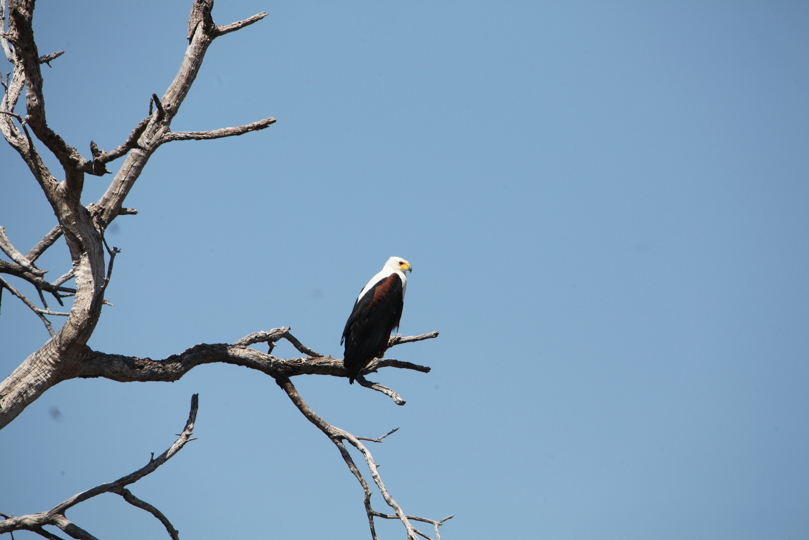 Khwai: Afrikaanse Zeearend (Haliaeetus Vocifer).0891