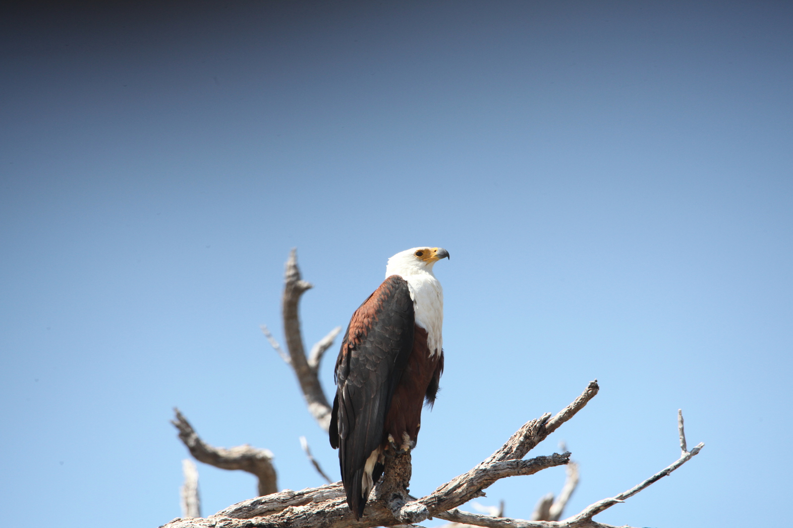 Khwai: Afrikaanse Zeearend (Haliaeetus Vocifer).0892