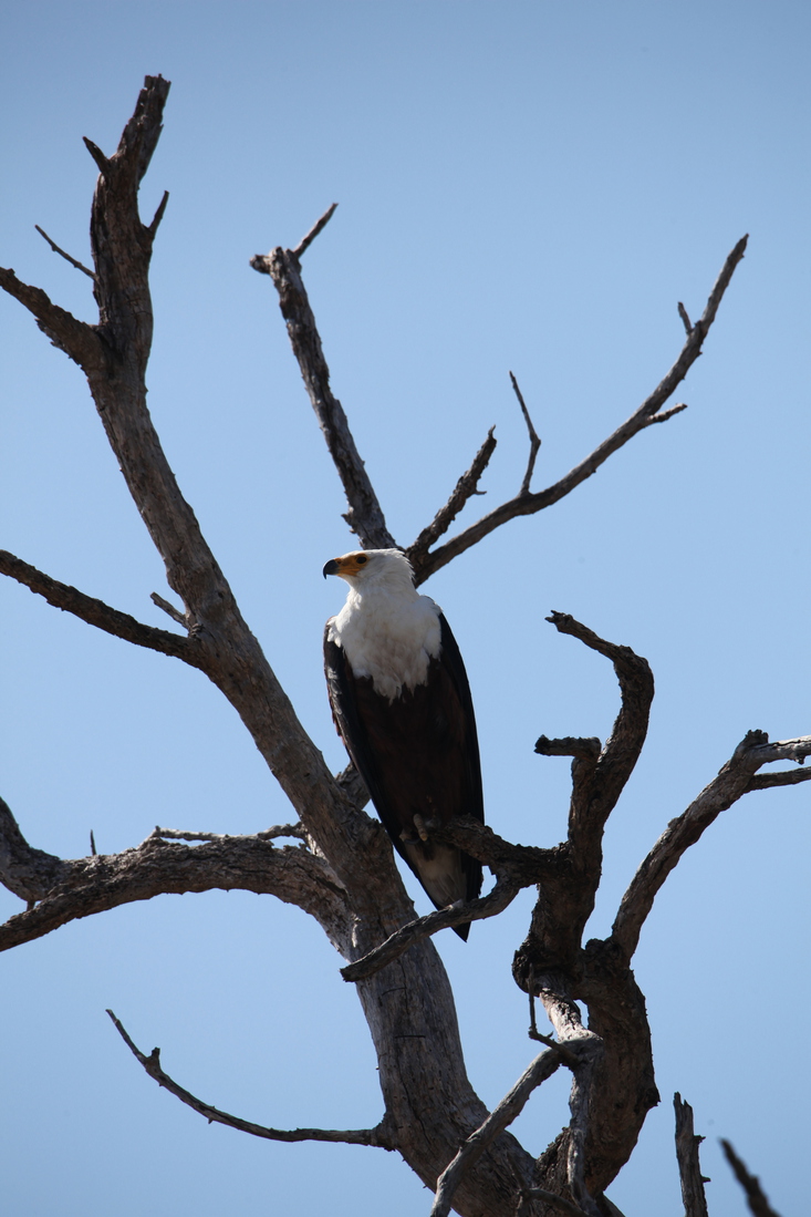 Khwai: Afrikaanse Zeearend (Haliaeetus Vocifer).0900