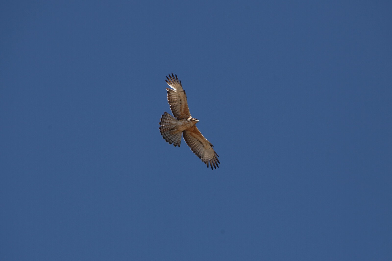 Khwai: Visarend (Pandion Haliaetus).0866