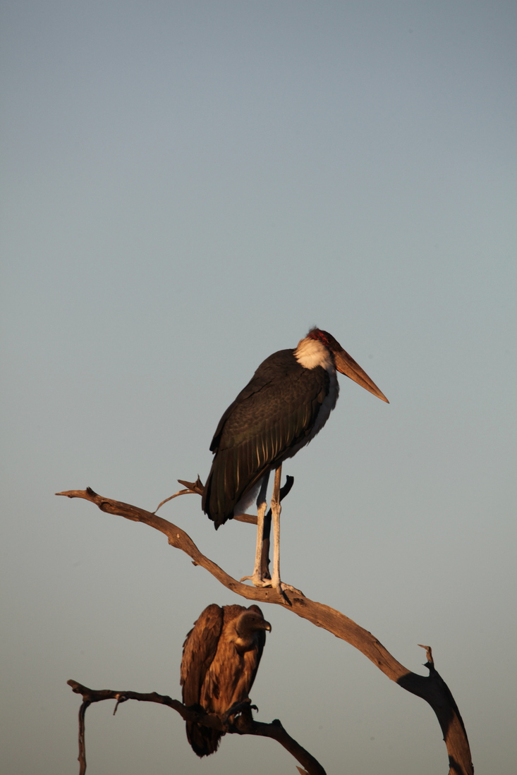 Khwai: Afrikaanse Maraboe (Leptoptilos Crumeniferus).0766
