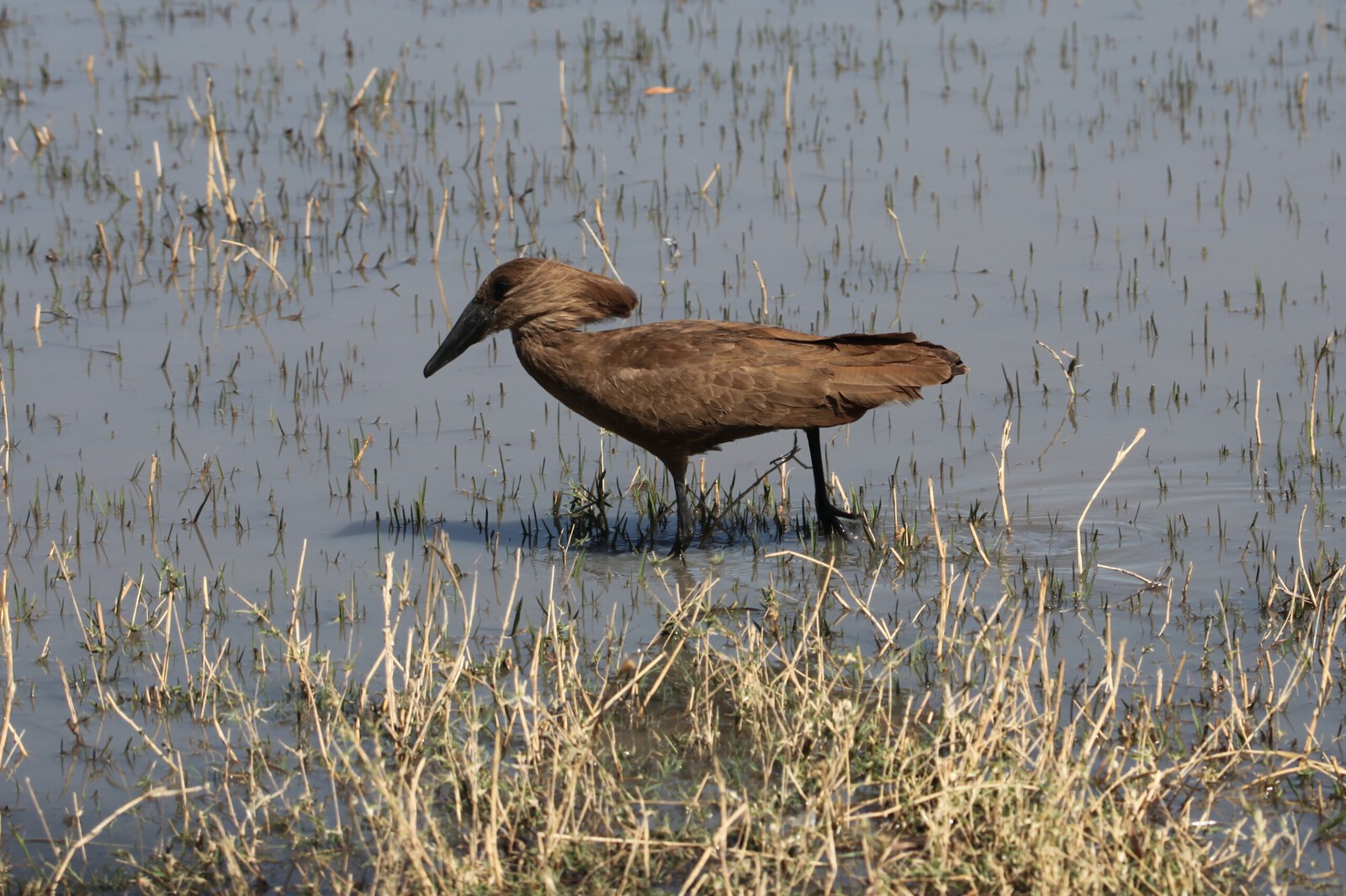 Khwai: Hamerkop (Scopus Umbretta).0901
