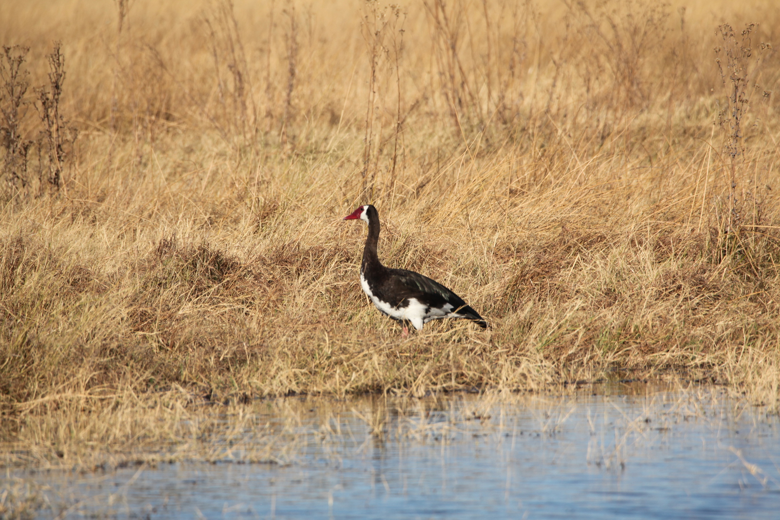 Khwai: Spoorwiekgans (Plectropterus Gambensis).0976