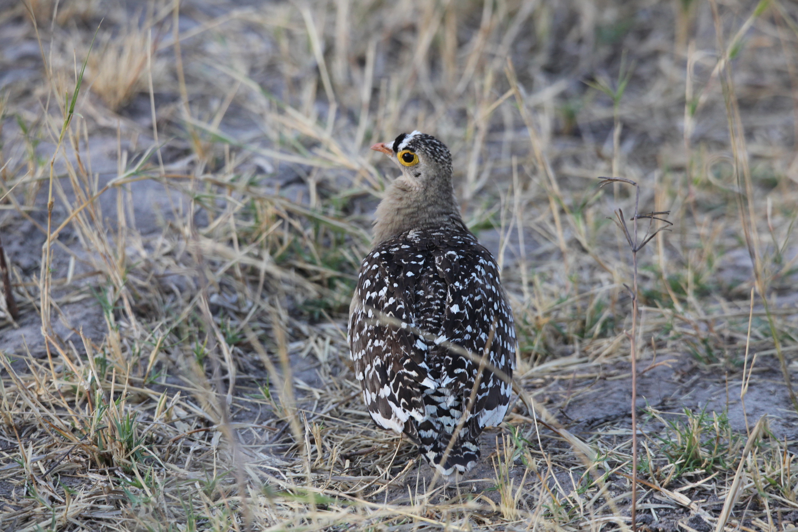 Khwai: Dubbelband Zandhoen (Pterocles Bicinctus).0980
