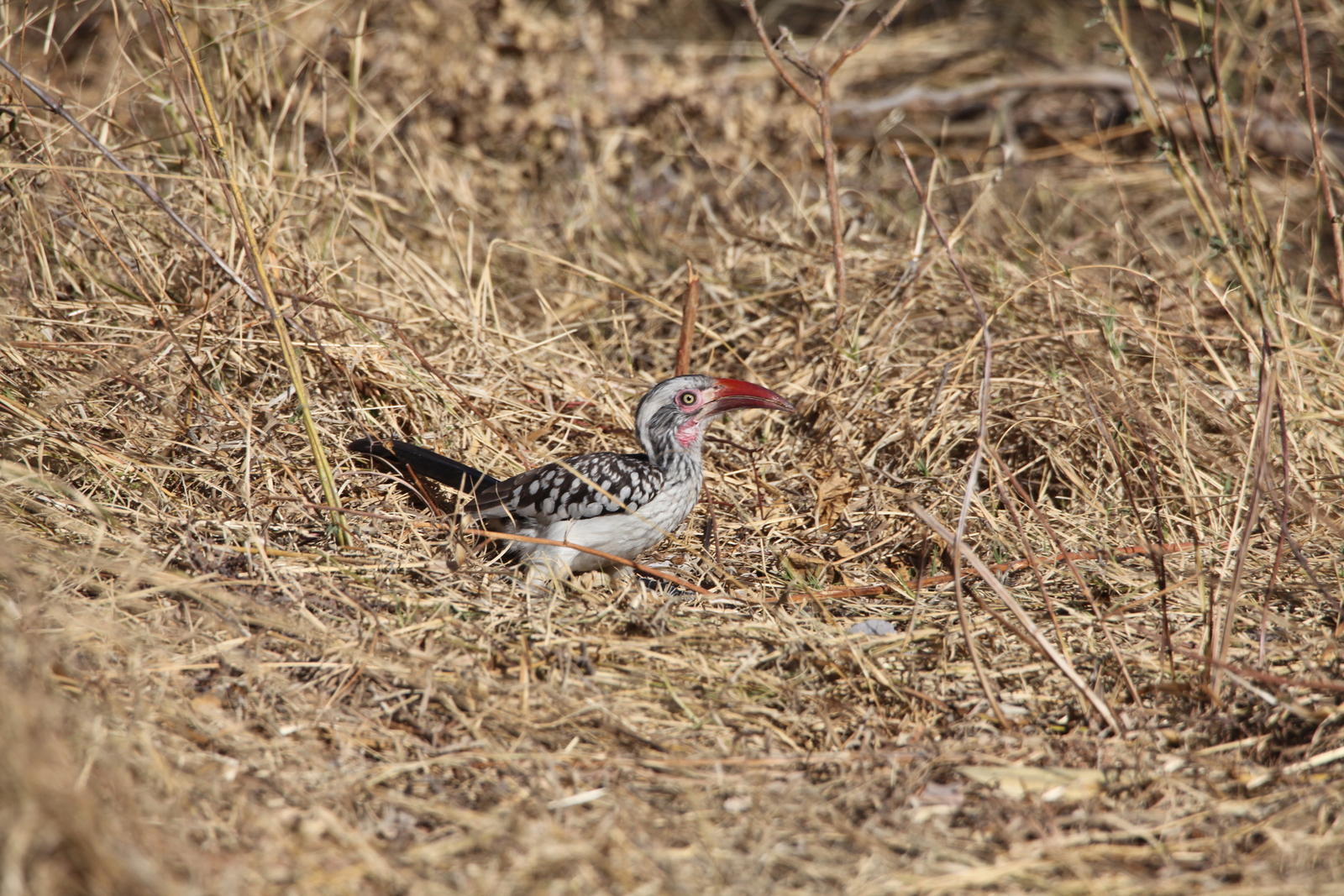Khwai: Zuidelijke Roodsnaveltok (Tockus Rufirostris).0955
