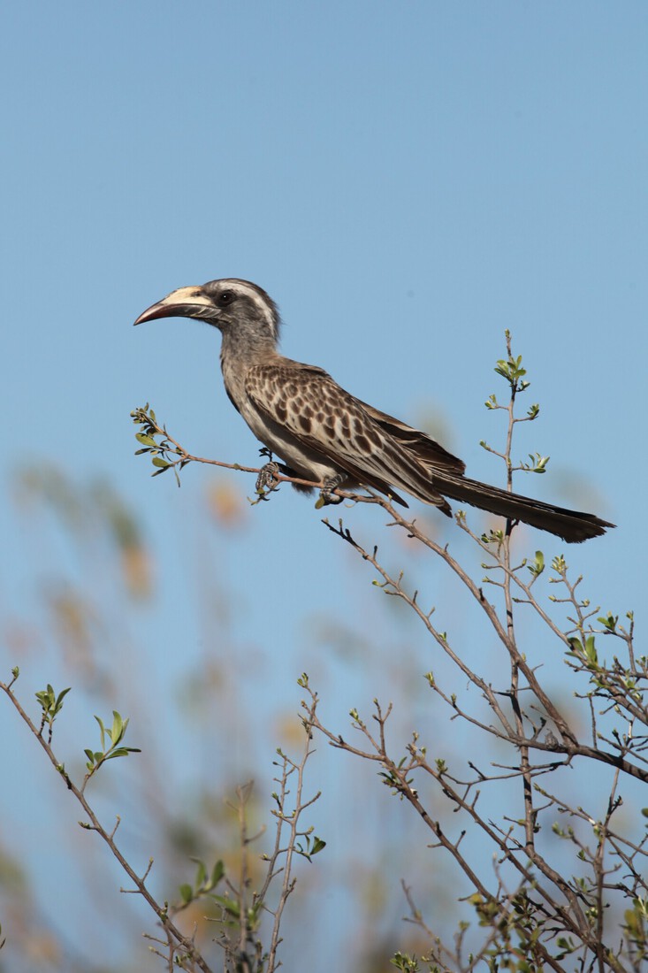 Khwai: Grijze Tok (Tockus Nasutus).0961