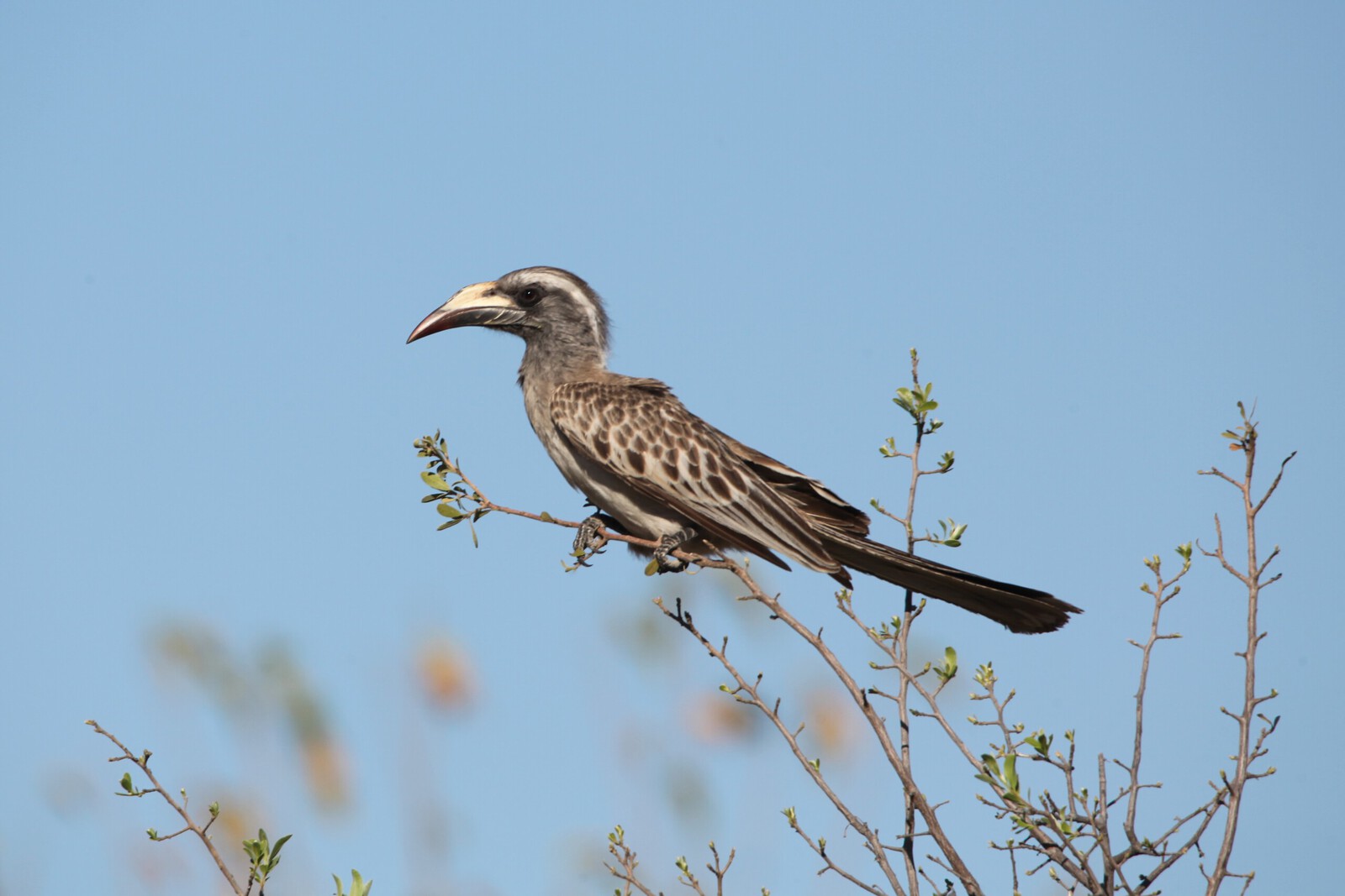 Khwai: Grijze Tok (Tockus Nasutus).0965