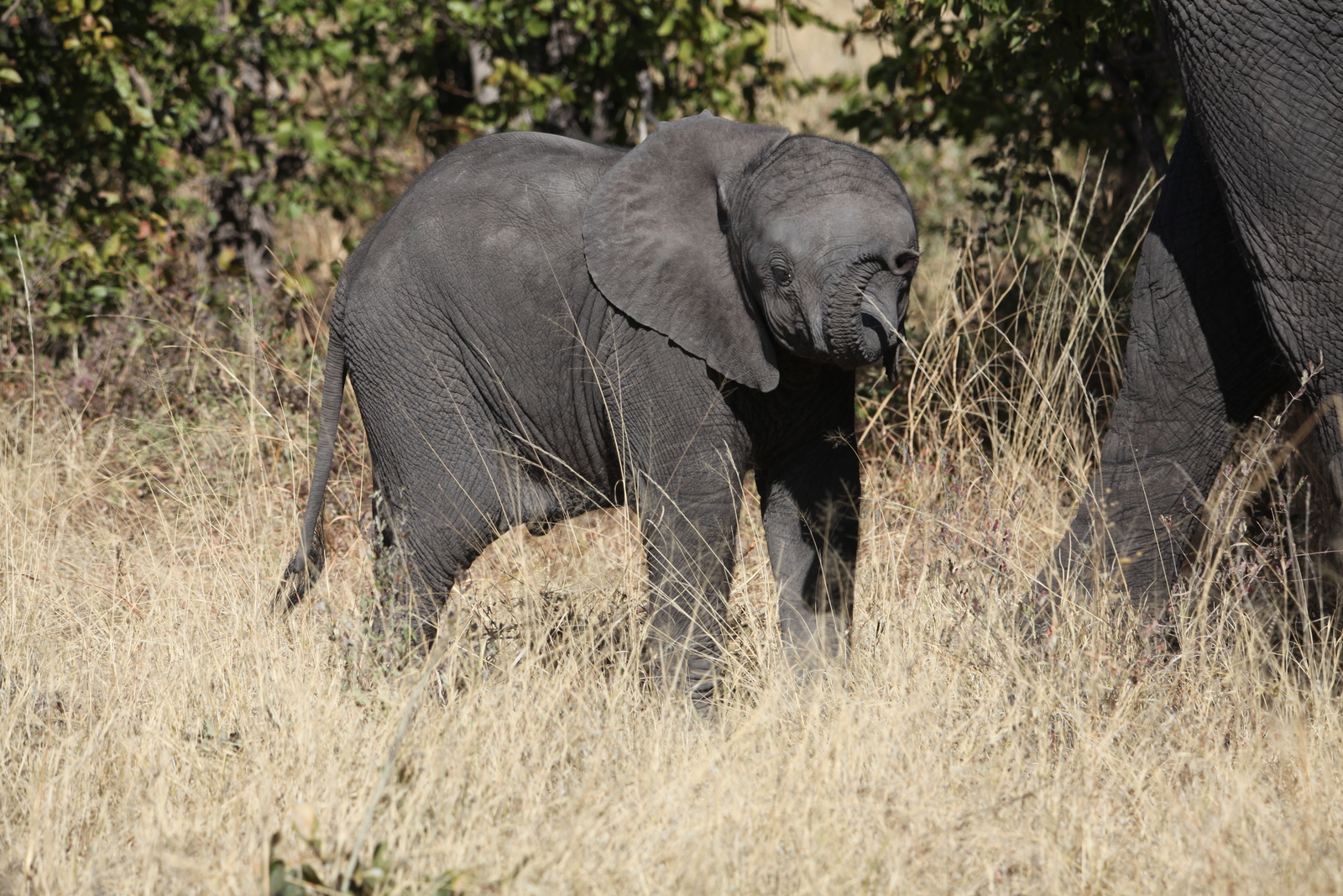 Khwai: Afrikaans Olifant (Loxodonta Africana).0849