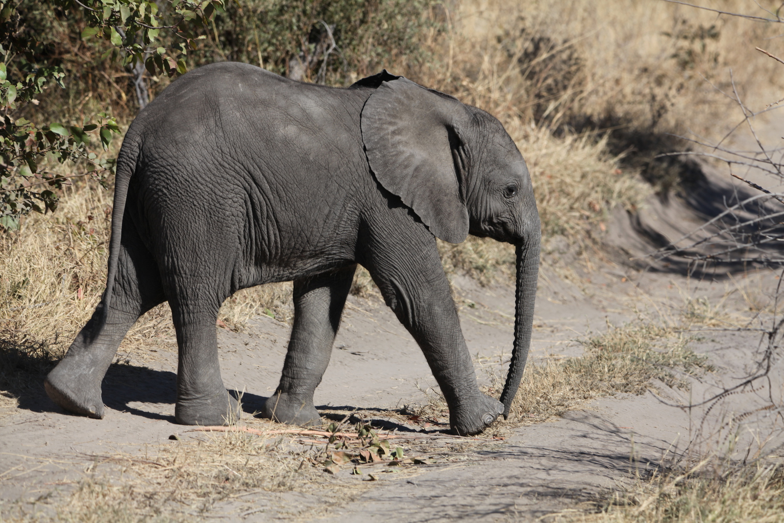 Khwai: Afrikaans Olifant (Loxodonta Africana).0858