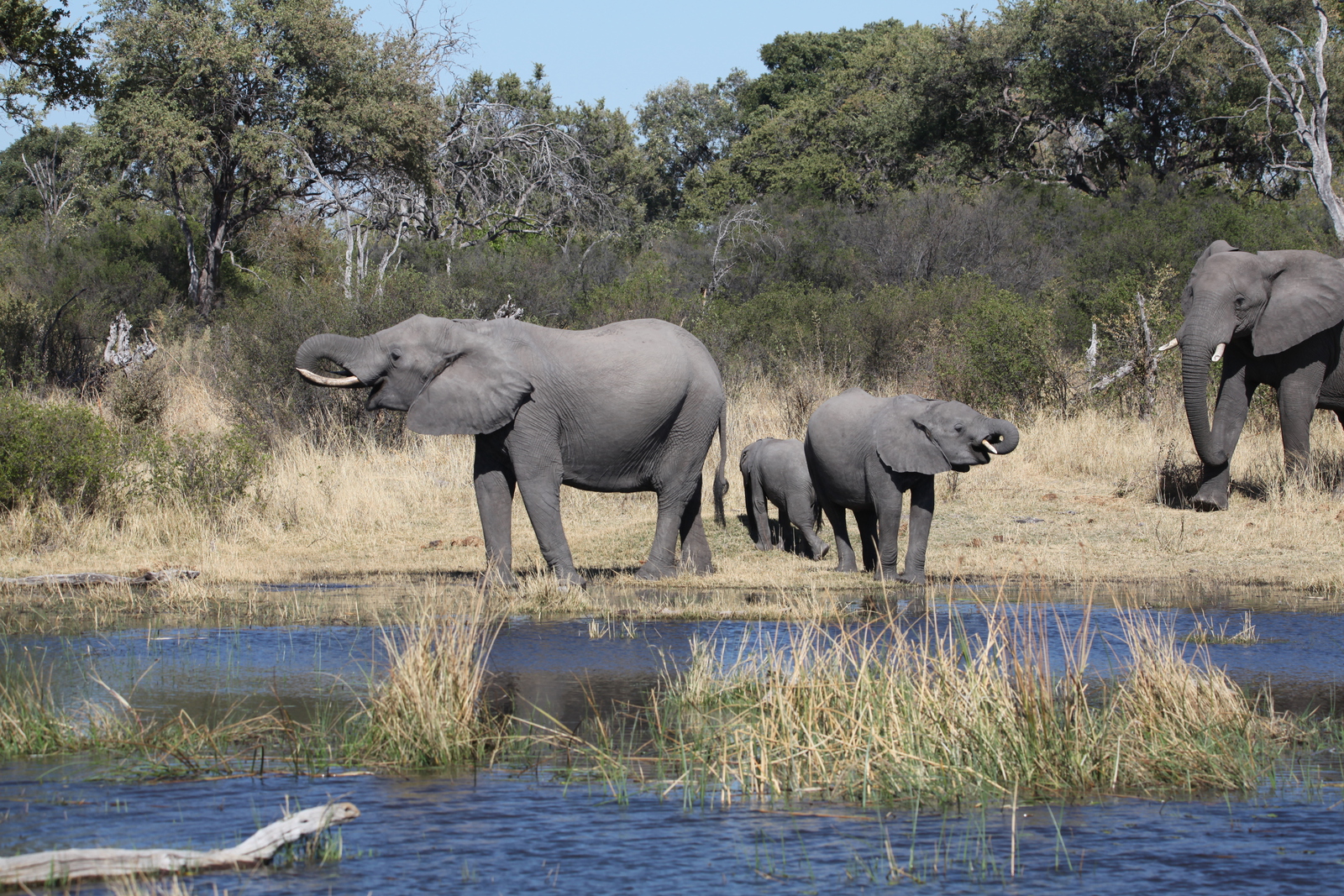 Khwai: Afrikaans Olifant (Loxodonta Africana).0859