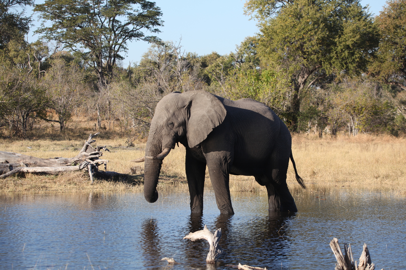 Khwai: Afrikaans Olifant (Loxodonta Africana).0977