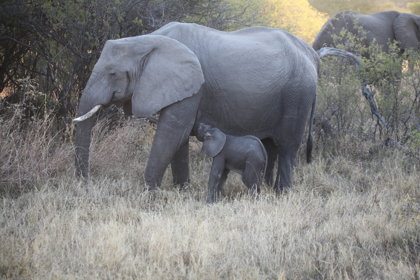 Khwai: Afrikaans Olifant (Loxodonta Africana).0989