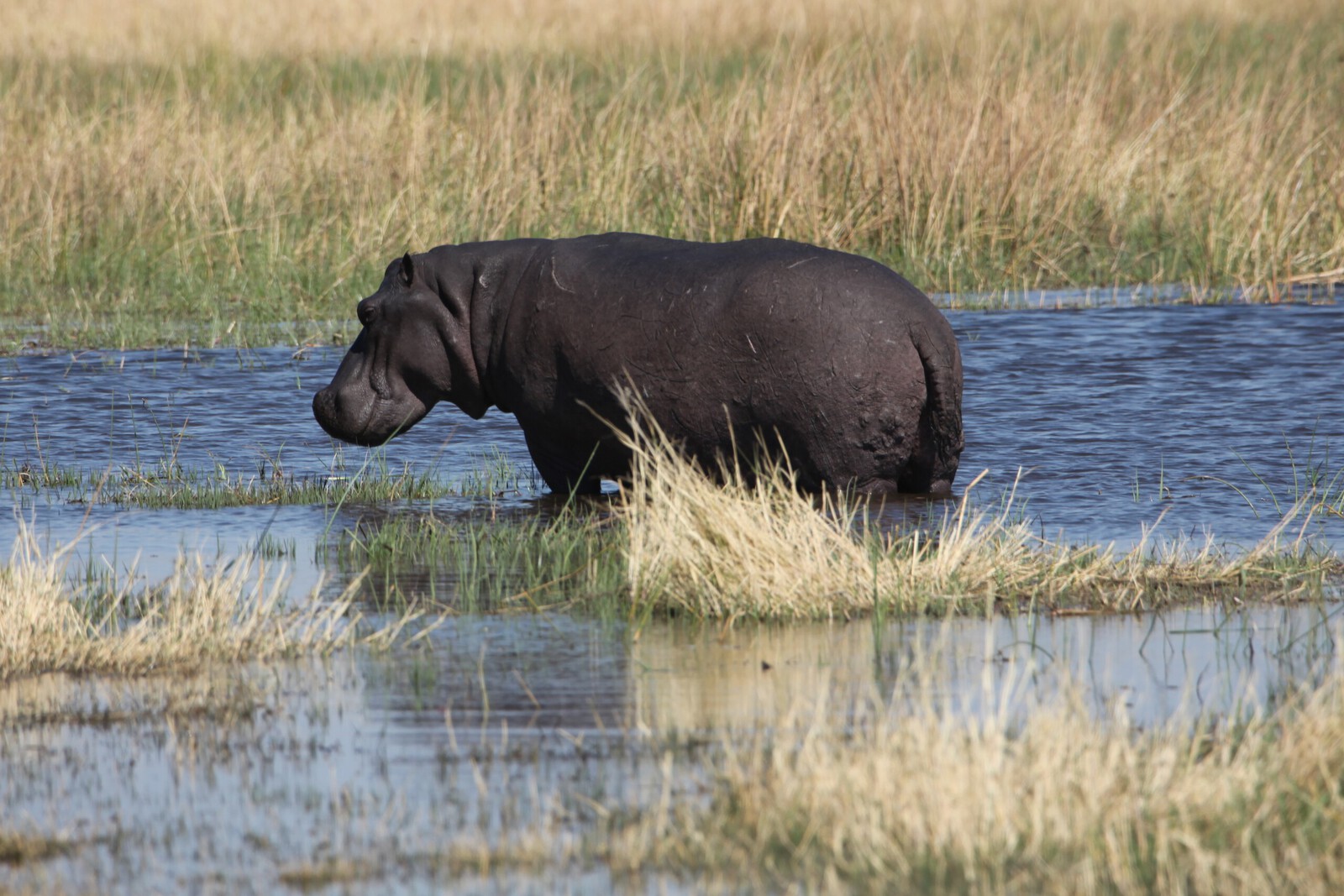 Khwai: Nijlpaard (Hippopotamus Amphibius).0869