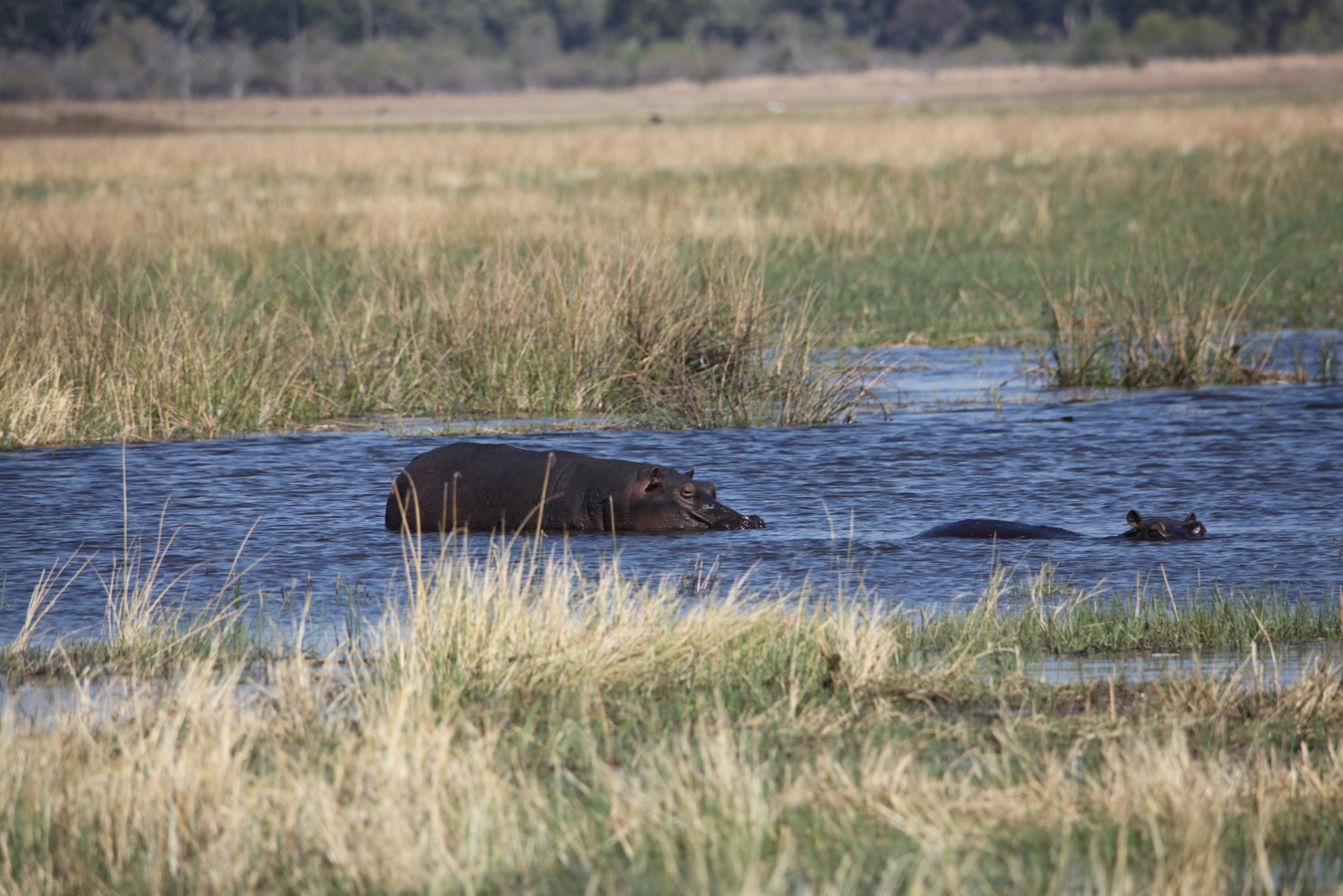 Khwai: Nijlpaard (Hippopotamus Amphibius).0870