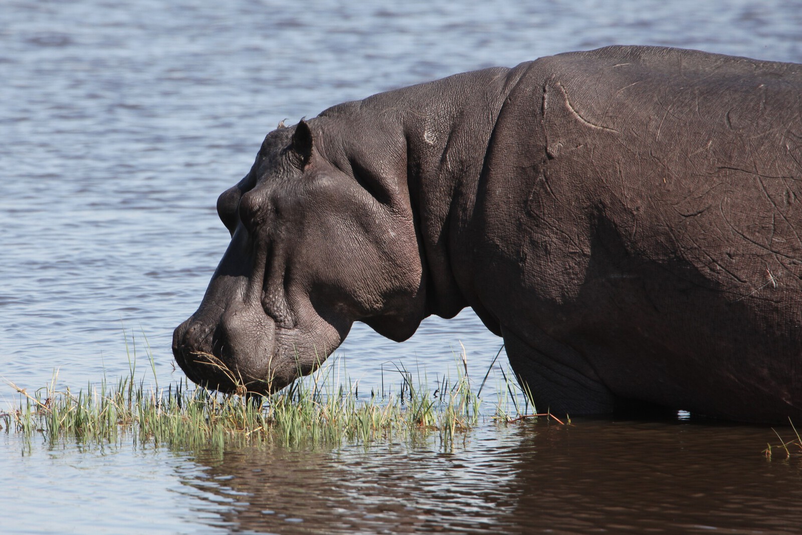Khwai: Nijlpaard (Hippopotamus Amphibius).0872