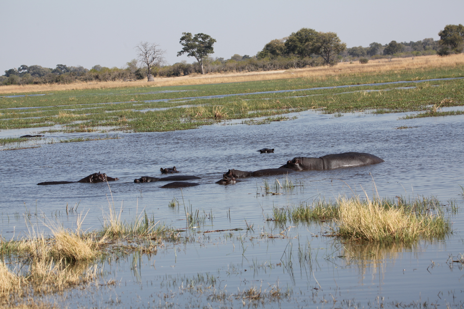 Khwai: Nijlpaard (Hippopotamus Amphibius).0874