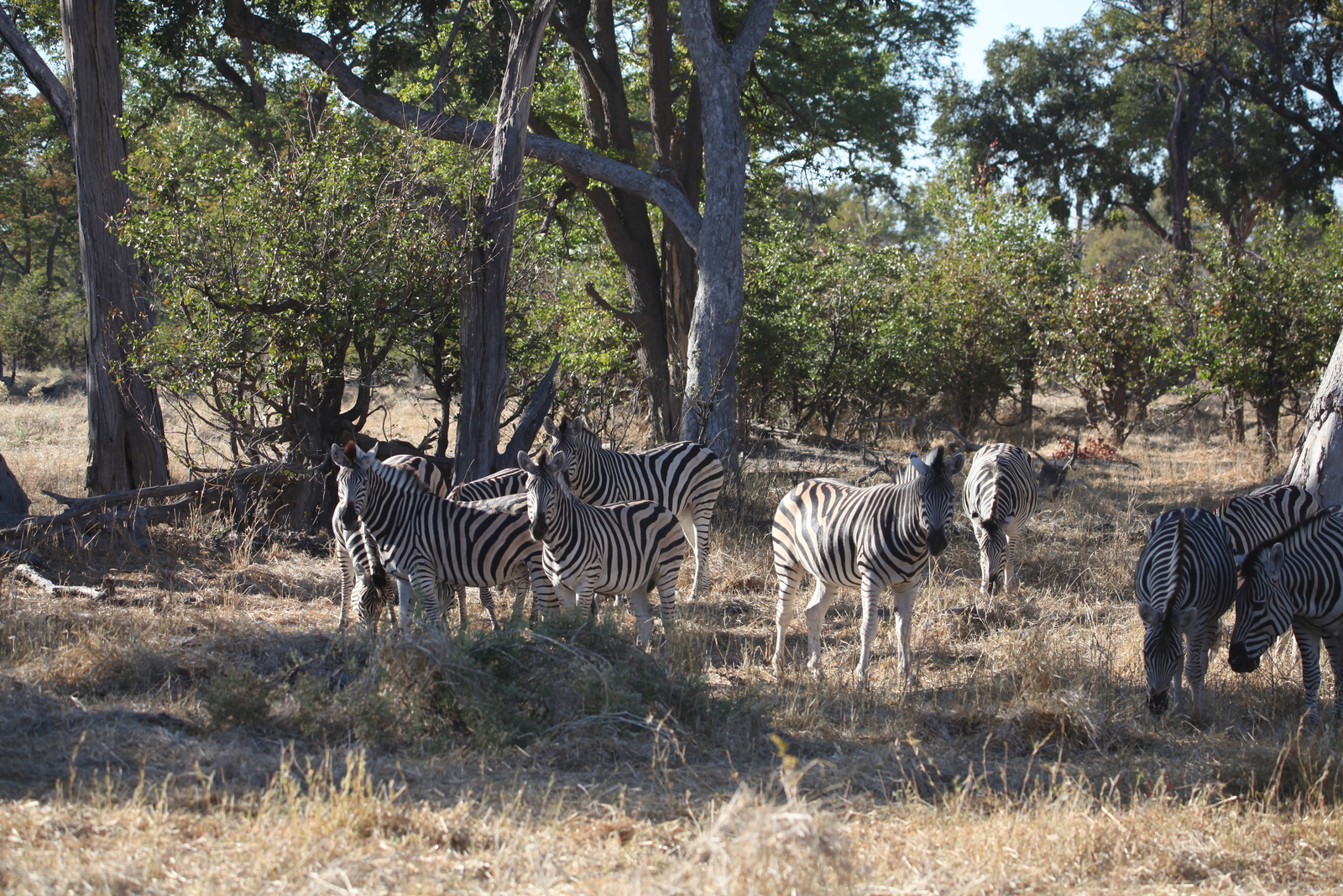 Khwai: Zebra (Equus Quagga).0822