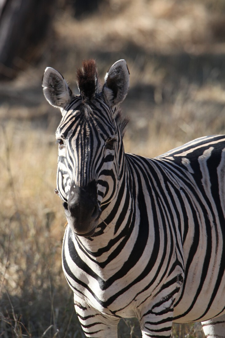 Khwai: Zebra (Equus Quagga).0824