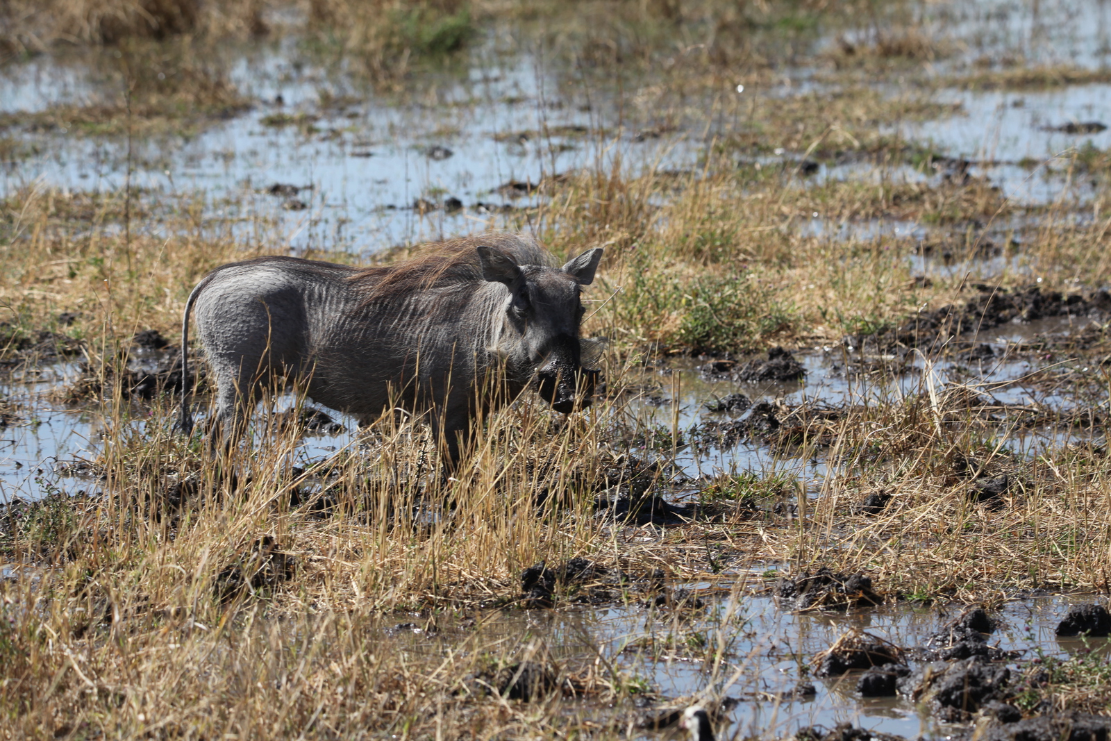 Khwai: Wrattenzwijn (Phacochoerus Africanus).0910