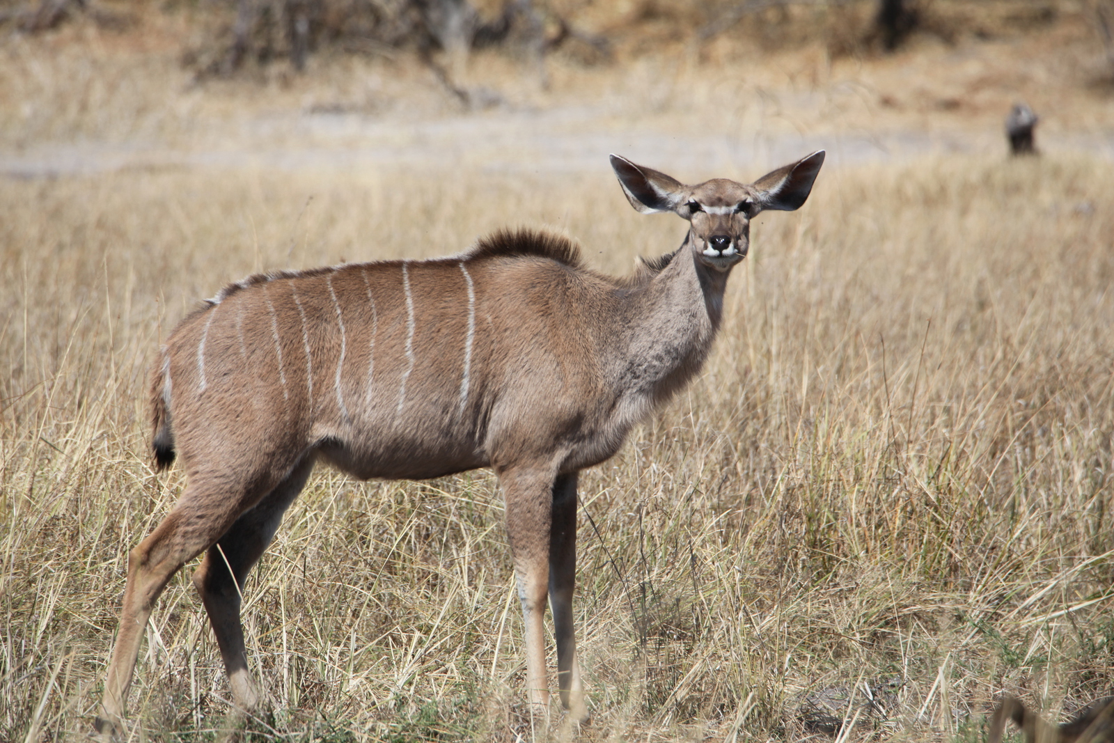 Khwai: Grote Koedoe (Tragelaphus Strepsiceros).0918