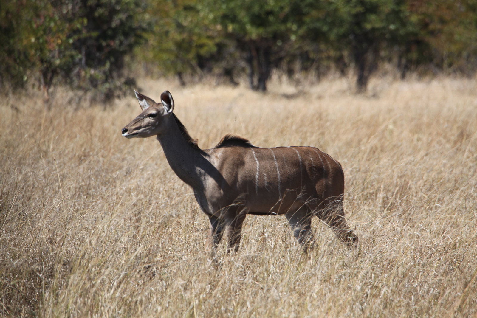 Khwai: Grote Koedoe (Tragelaphus Strepsiceros).0939