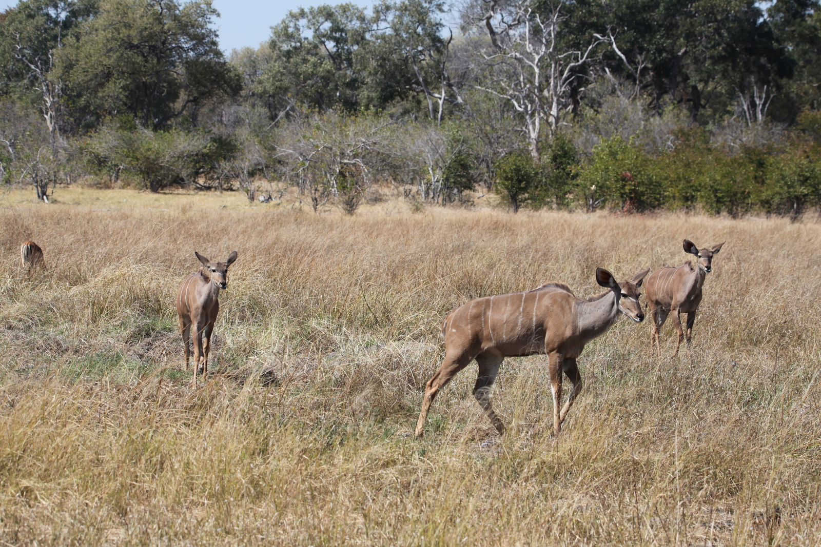 Khwai: Grote Koedoe (Tragelaphus Strepsiceros).0942