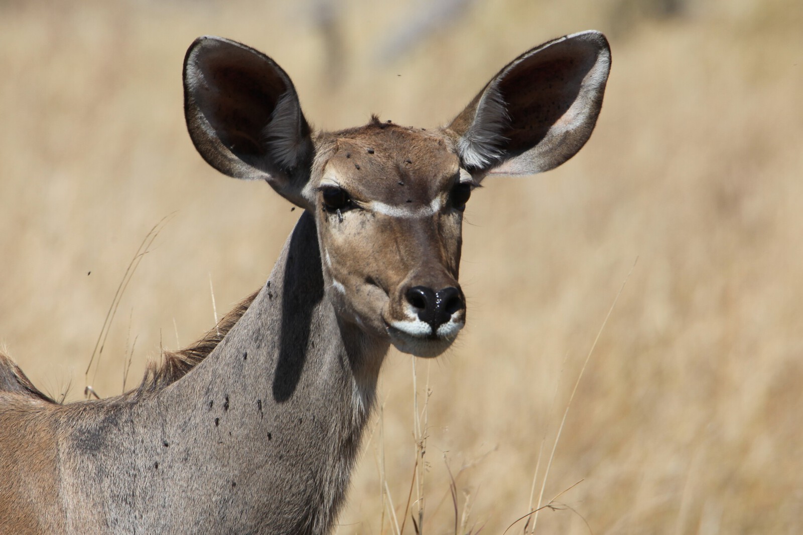 Khwai: Grote Koedoe (Tragelaphus Strepsiceros).0945