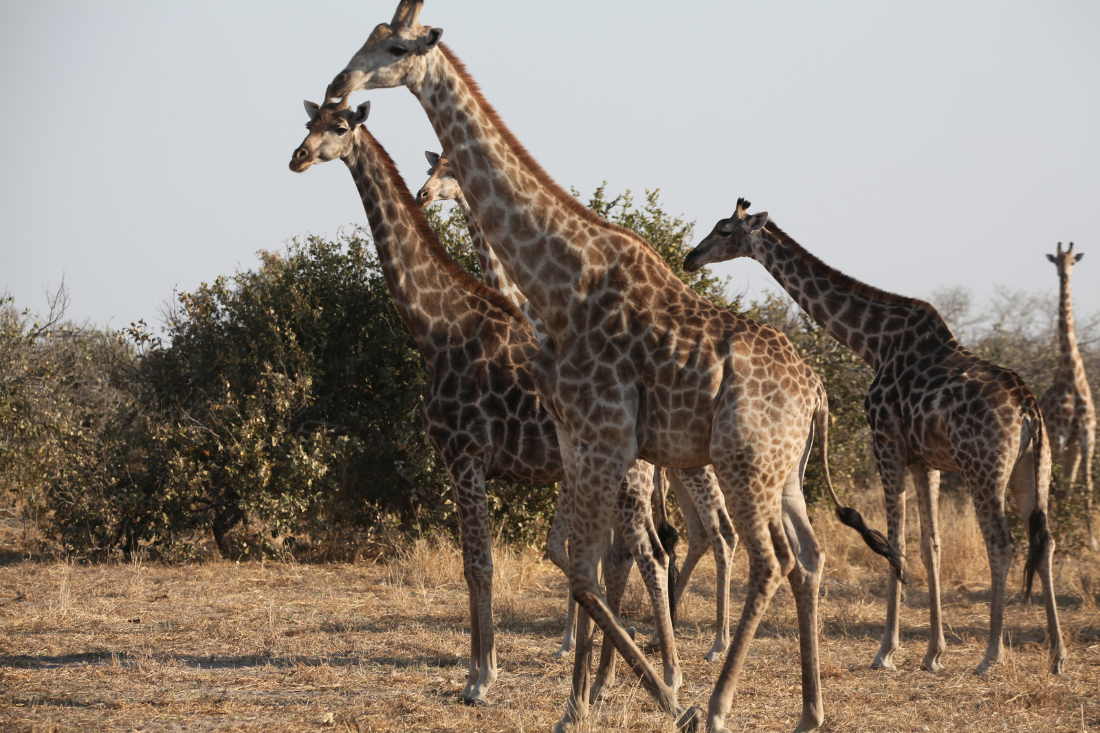Okavango-Maun: Zuidelijke Giraffe (Giraffa Camelopardalis Giraffa).1010