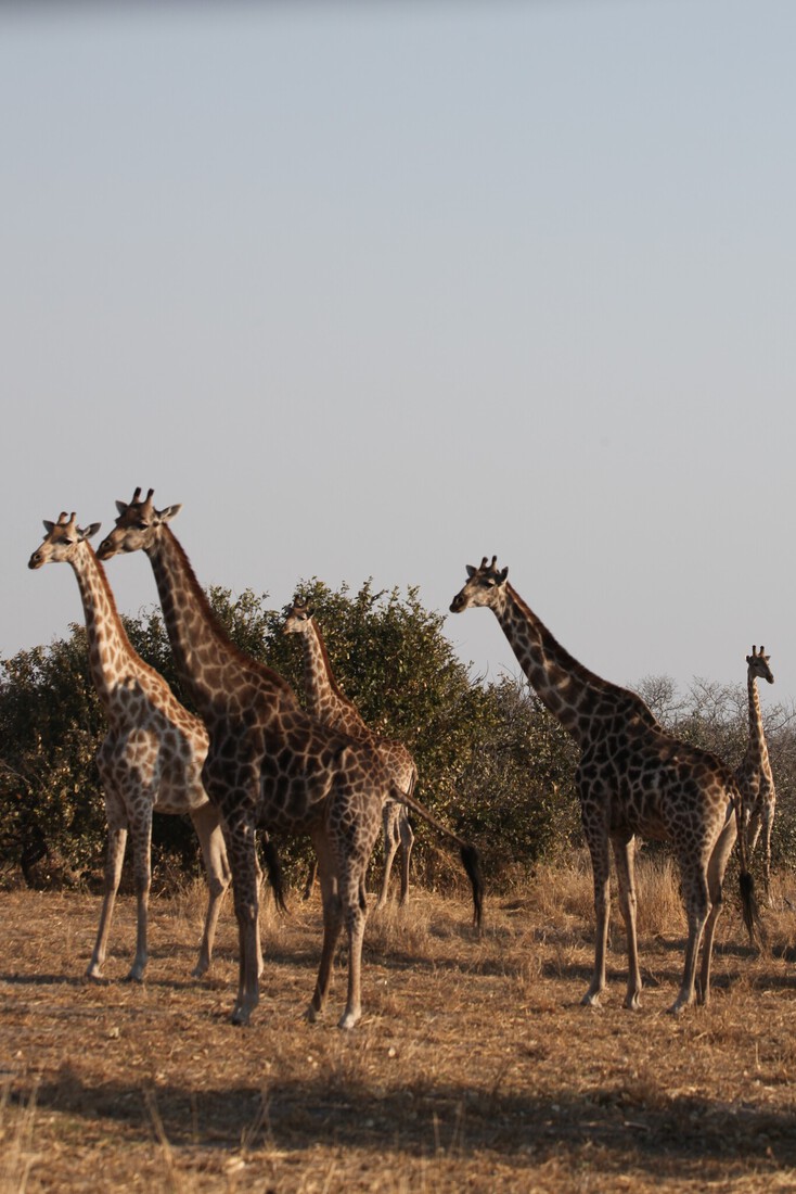 Okavango-Maun: Zuidelijke Giraffe (Giraffa Camelopardalis Giraffa).1011