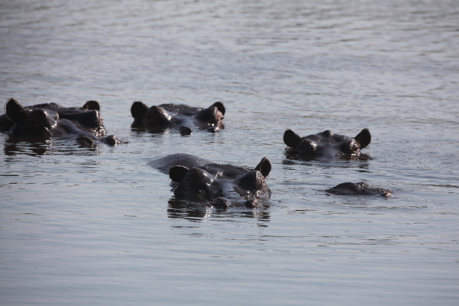 Okavango-Maun: Nijlpaard (Hippopotamus Amphibius).1047