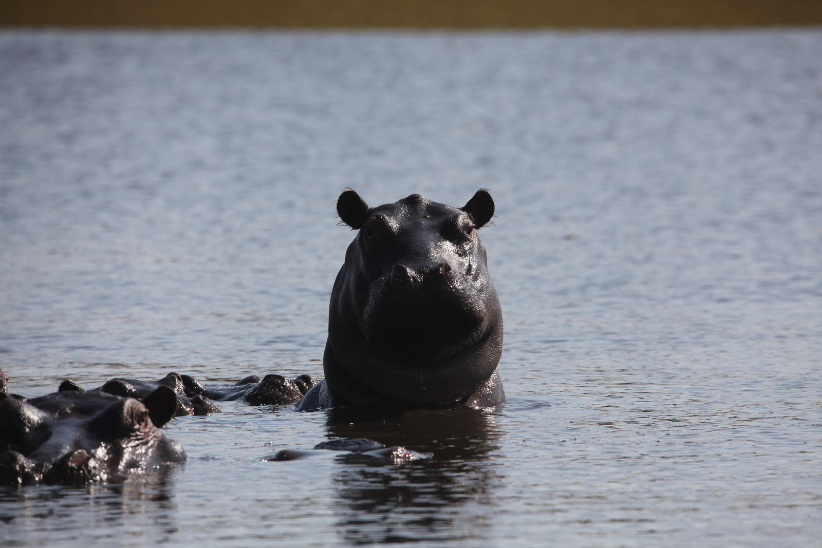 Okavango-Maun: Nijlpaard (Hippopotamus Amphibius).1050