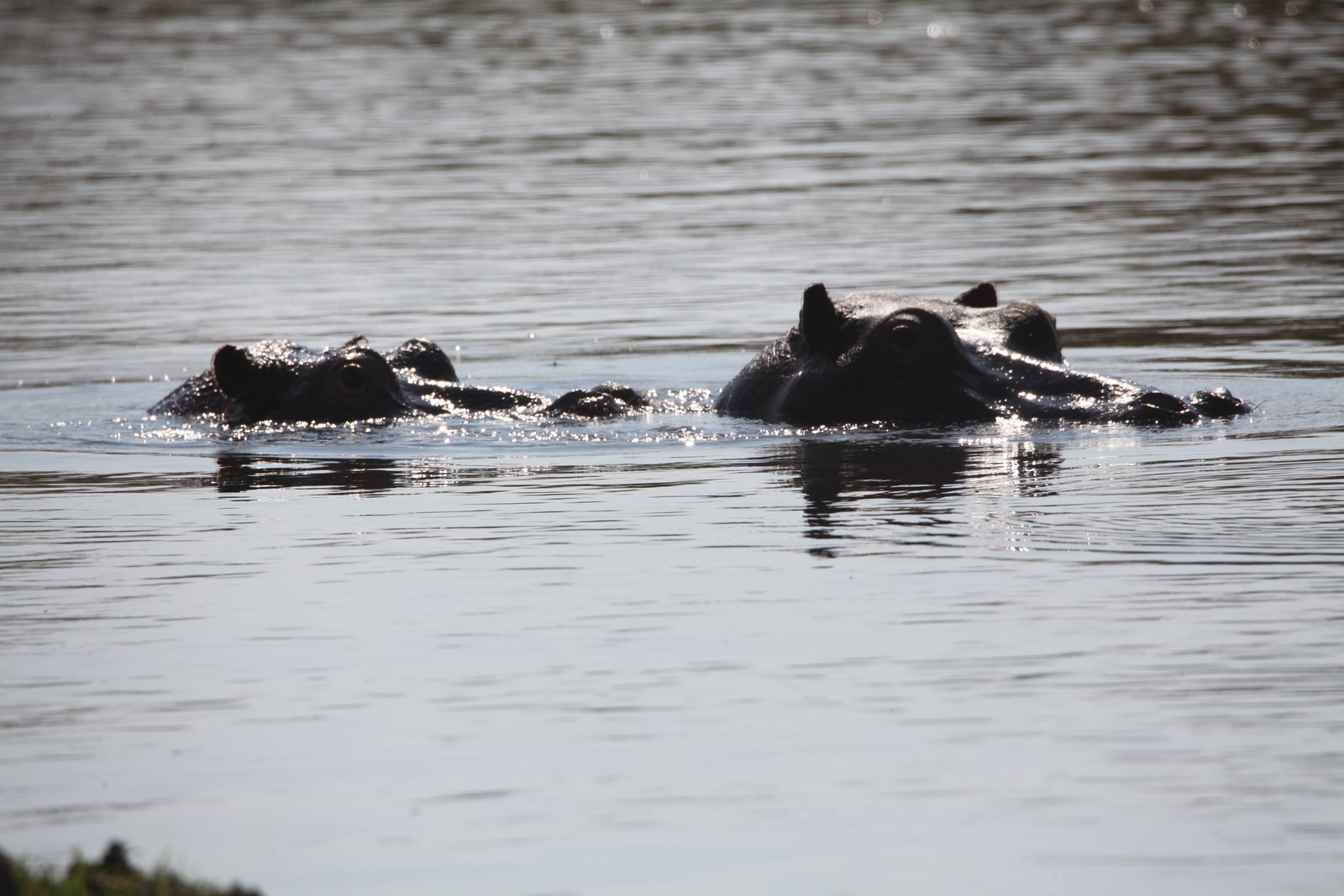 Okavango-Maun: Nijlpaard (Hippopotamus Amphibius).1058