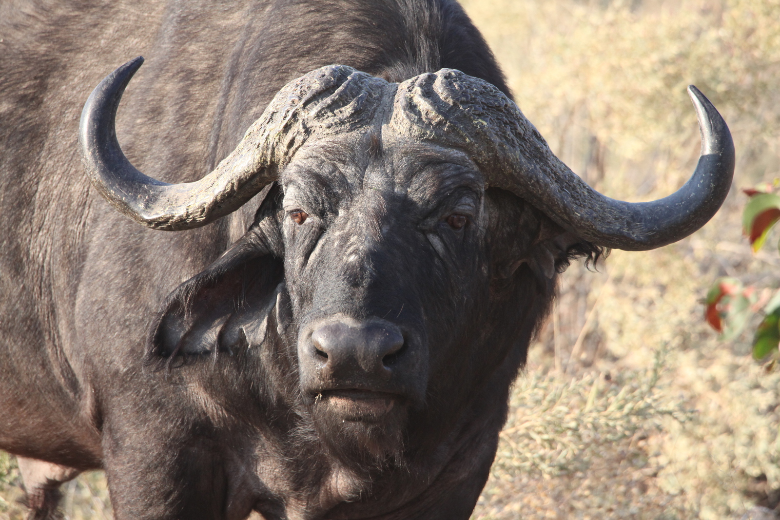 Okavango-Maun: Kafferbuffel (Syncerus Caffer).0995