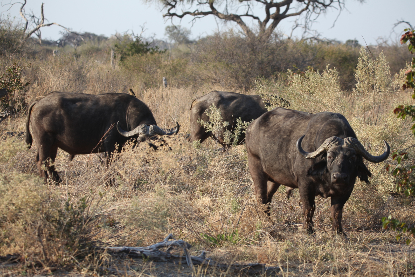 Okavango-Maun: Kafferbuffel (Syncerus Caffer).0997