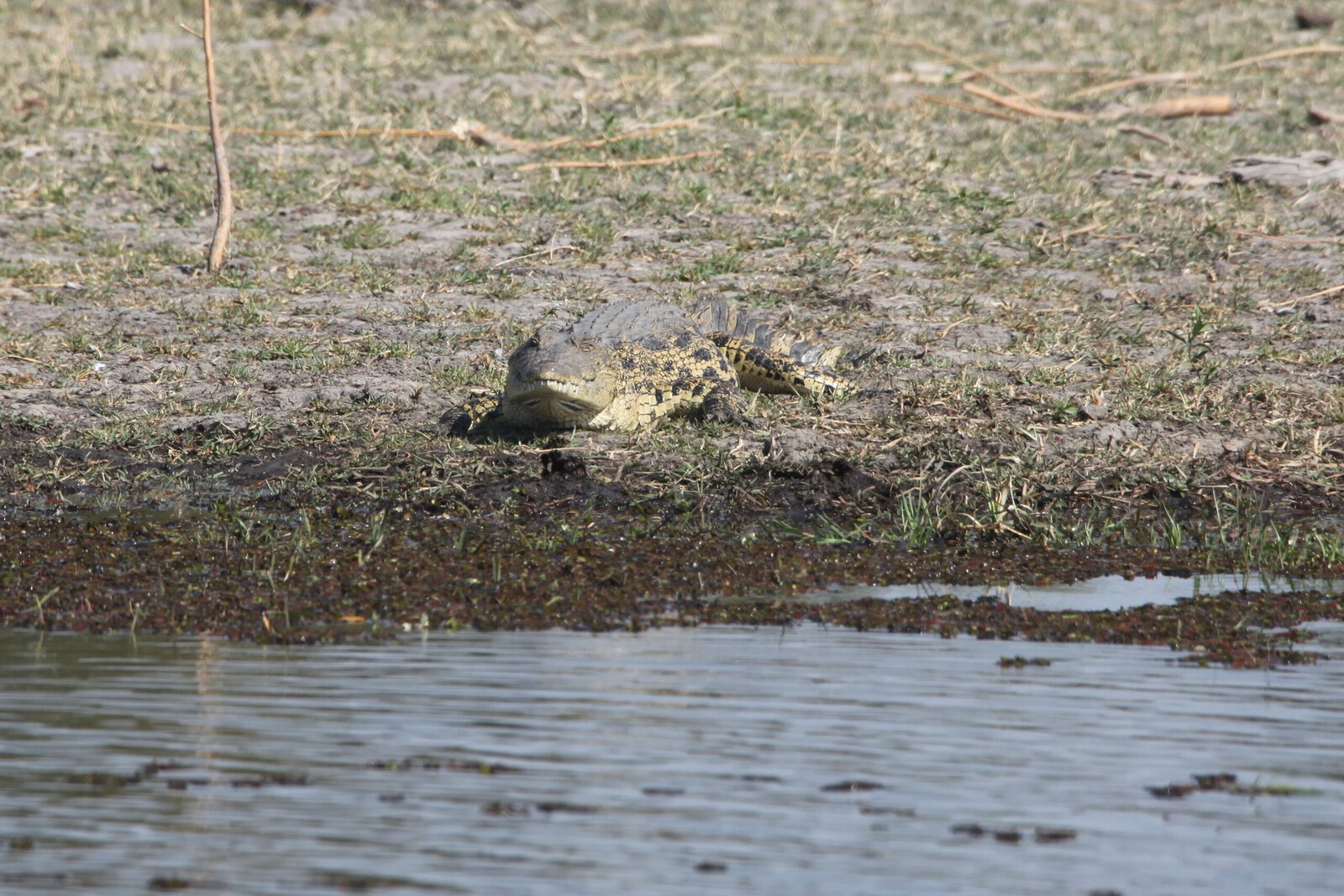 Okavango-Maun: Nijlkrokodil (Crocodylus Niloticus).1037