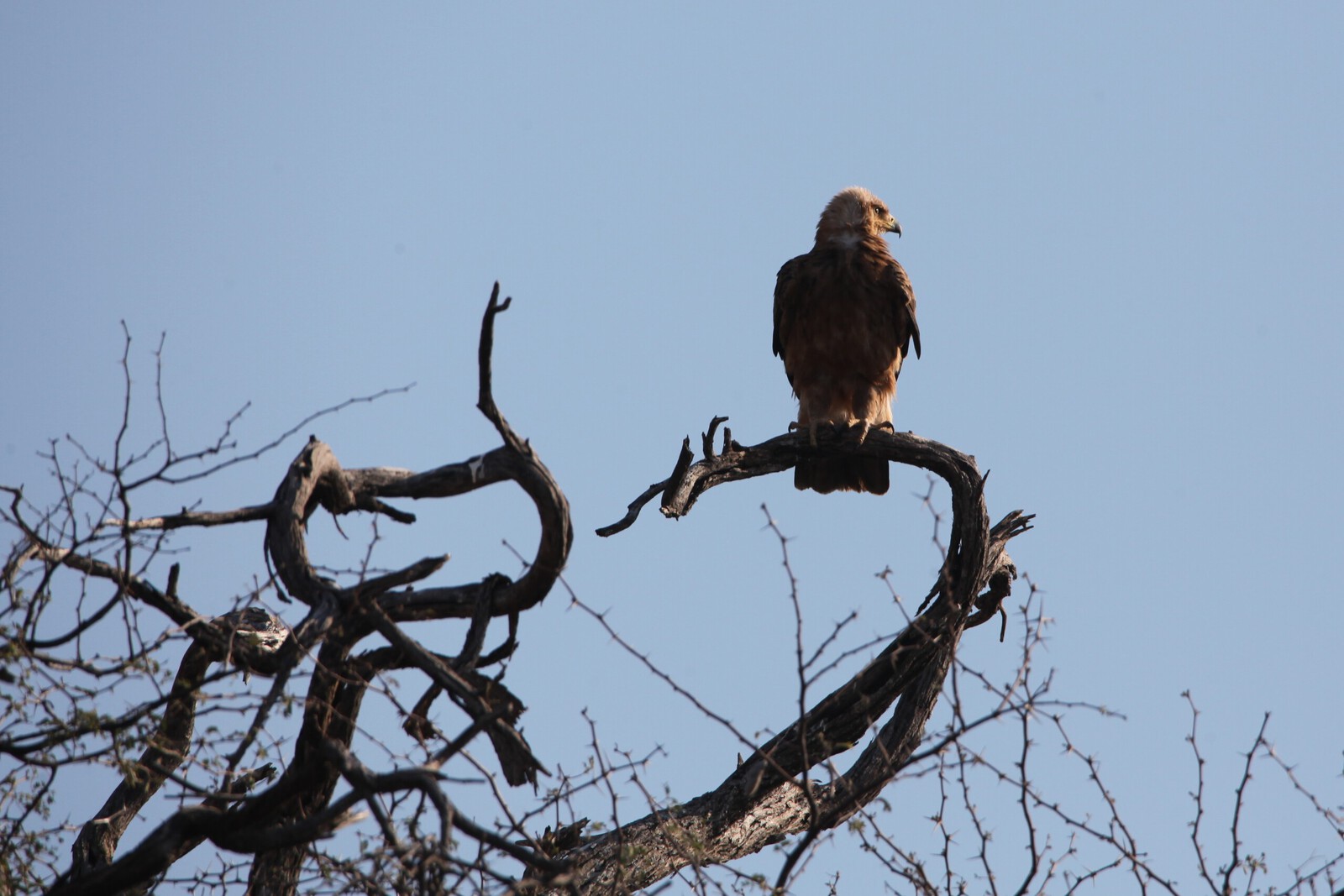 Okavango-Maun: Savannearend (Aquila Rapax).1015